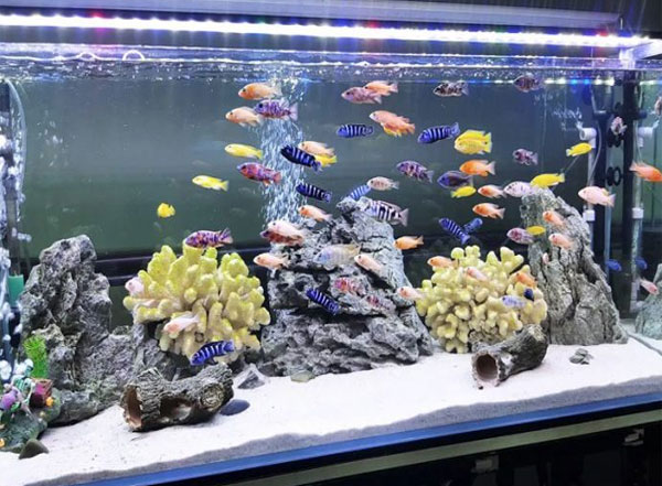 kính bể cá tại hải phòng