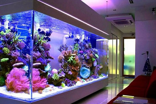 tìm hiểu các loại kính bể cá cảnh